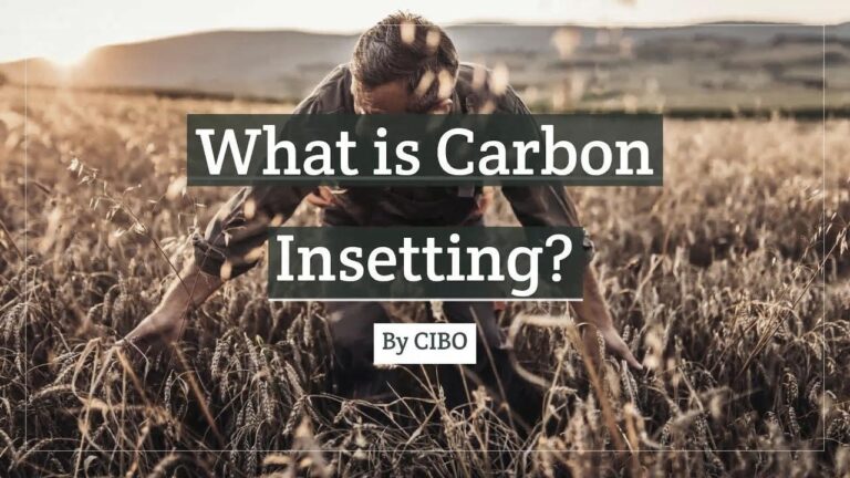 Comprendre le Carbon Insetting : Signification et Impacts Sur l’Environnement